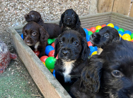 Exceptional working cocker spaniel pups