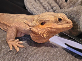 Beardie Wanted To Join Our Family