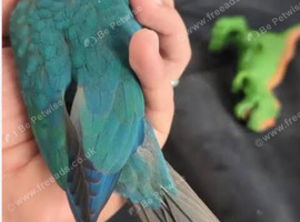 Super Friendly Cuddly Hand tame Baby Terqouise Conure Parrot