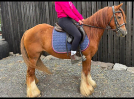 *** MOTHERS DREAM PONY ***