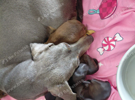 Doxiepoos