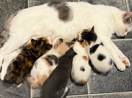 5 beautiful kittens