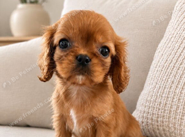 **DNA  PRA CLEAR CAVALIER KING CHARLES PUPPIES **