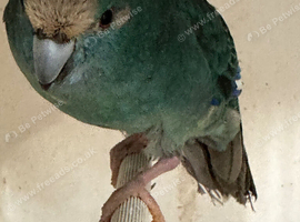 2 female Kakariki parrots available they are &pound;80 each
