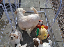 Shichon puppies