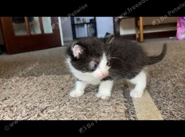 Kitten