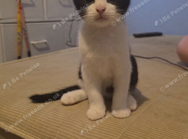 Male kittens