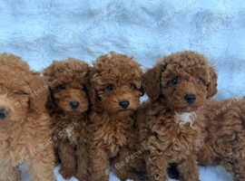 Tiny Toy Poodle Puppies Ready Now.
