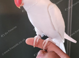 Beautiful Albino supertame ringneck talking parrot