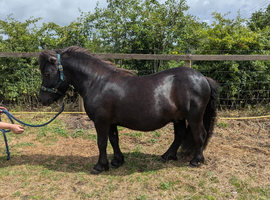 Sharptor Amos 3 year old colt