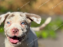 Merle Mastiff cross