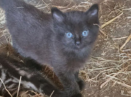 1 black female kitten for sale