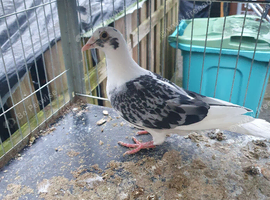 Racing pigeons for sale