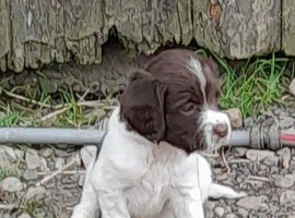 Gorgeous English Springer Spaniel Puppies