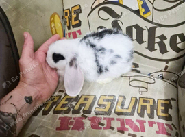 2 baby mini lops