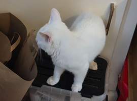 Kitten for sale
