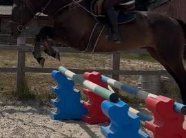 pc pony / working hunter/ very flashy