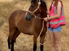 13hh registered new forest