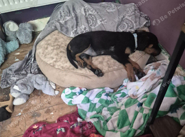 Male rottweiler