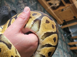 Royal python