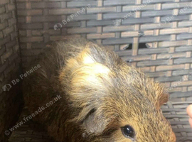 Baby guinea pigs all males