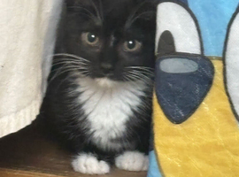 Kittens for sale
