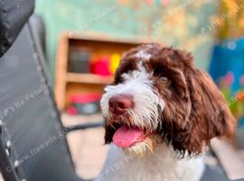 Lovely 6 months old girl Sproodle