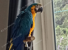 Frankie 9 month old