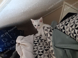 Kittens for sale