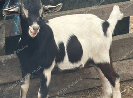 Bore X male Goats