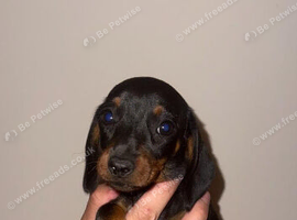 Kc miniature dachshund