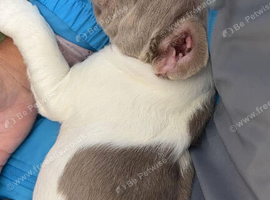 French bulldog pup