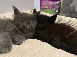Tica registered Maine coons