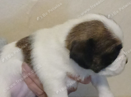 Last little girl available 1 female left