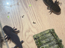 2x axolotls