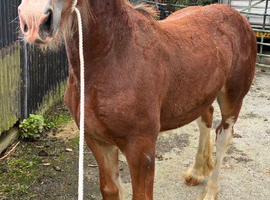 Registered shire colt foal