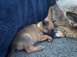 Belgium shepherd pups