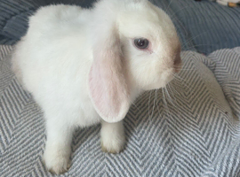 Female lop rabbit
