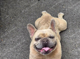 French bulldog