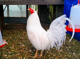 American Kelso Gamefowl