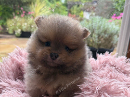 Xs Pomeranian puppies