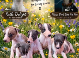 Kc registered whippet pups