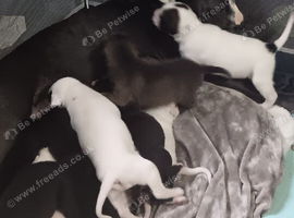 Blue staffy, husky lurcher cross dogs
