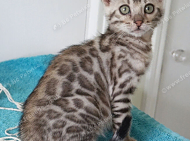 Bengal Rosette Girl Kitten Ready Now