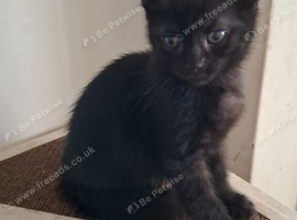 Kittens for sale!