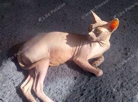 Sphynx for rehome