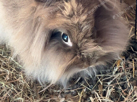 Female and male rabbit