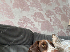 Female cocker spaniel