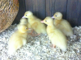 White Call Duck hatching eggs/ ducklings now available