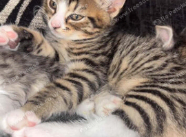 Girl kittan